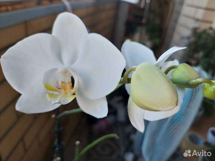 Орхидея фаленопсис
