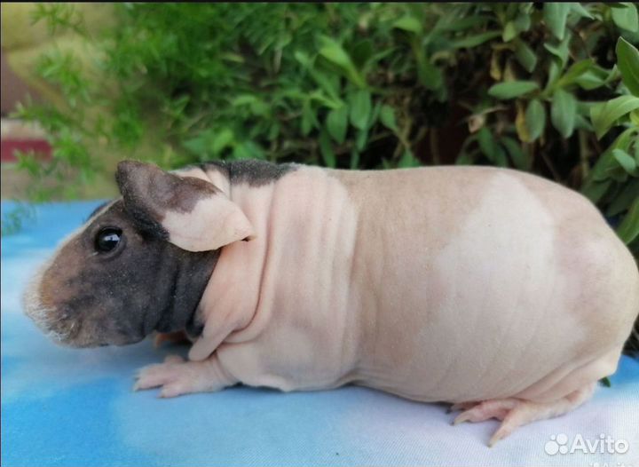 Морские свинки скинни