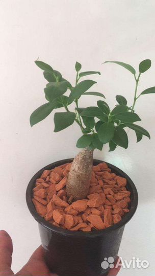 Фикус генсенг