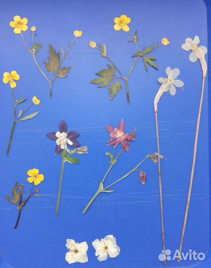 Цветы для эпоксидной смолы, сухоцветы