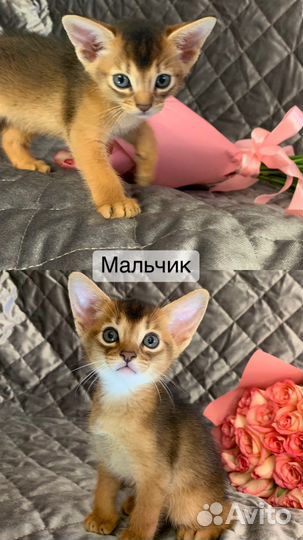 Абиссинская