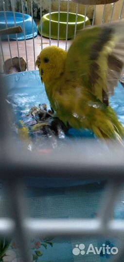 Передержка кошек на время