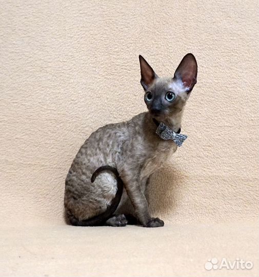 Котята корниш рекс.Редкого окраса