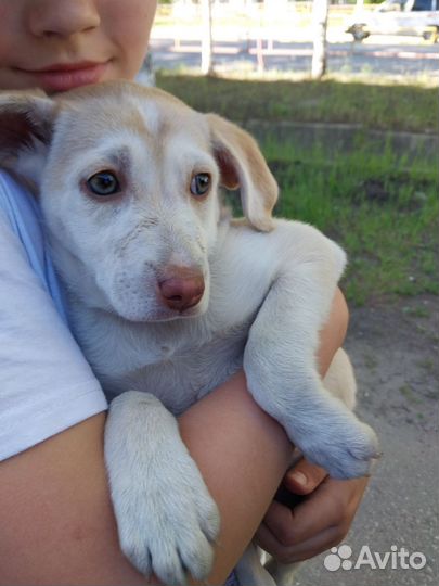 Щенок 4-5 месяца