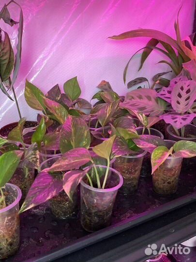 Комнатные растения / цветы