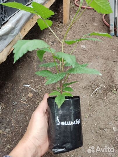 Чернозем,Перегной 1г,Торфосмесь,Навоз Крс,от тонны