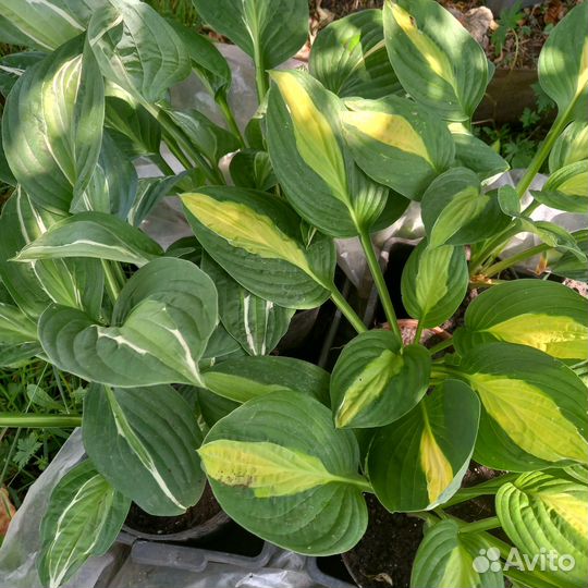 Сортовые хосты для озеленения и коллекции