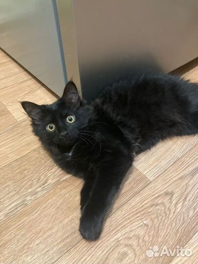 Кошка в добрые руки