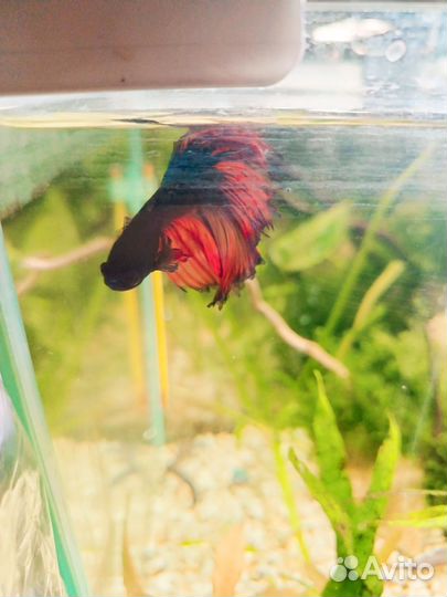 Рыбка петушок