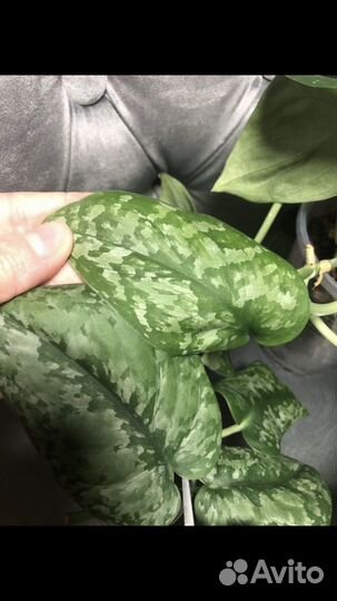 Сциндапсус