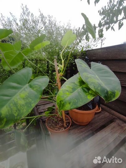 Филодендрон Бурле Маркс вариегатный