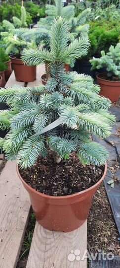 Ель Биалобок