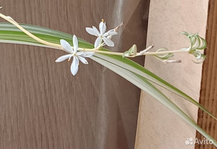 Комнатные растения: Хлорофитум рэо