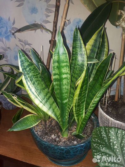 Сансевиерия.Щучий хвост