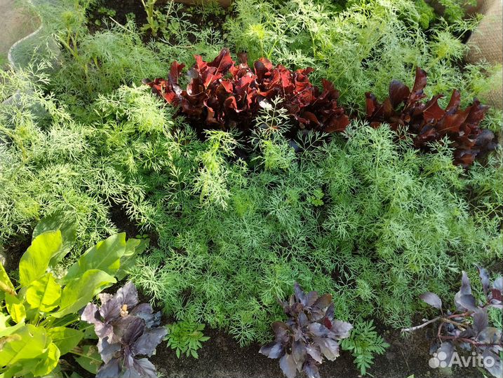 Укроп свежий