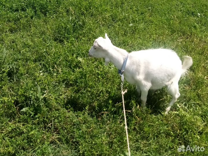 Козы ламанча