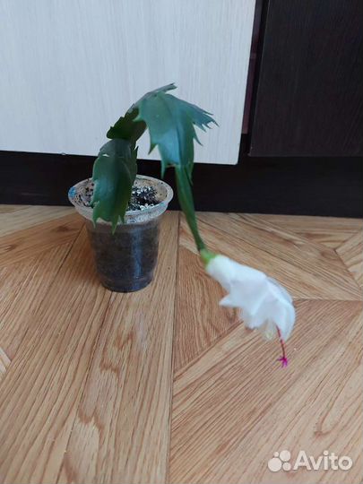 Декабрист (шлюмбергера)