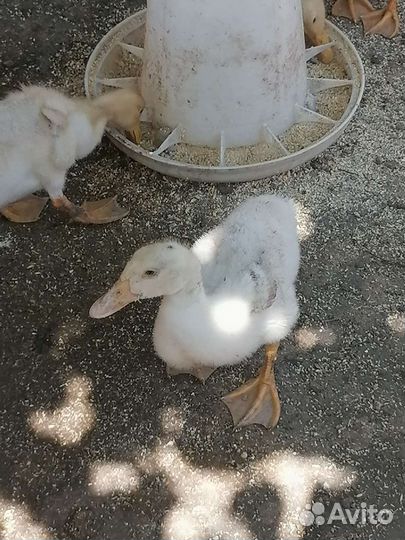 Утята Муларды