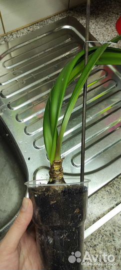 Гиппеаструм