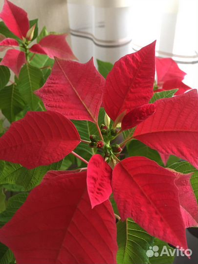 Пуансеттия