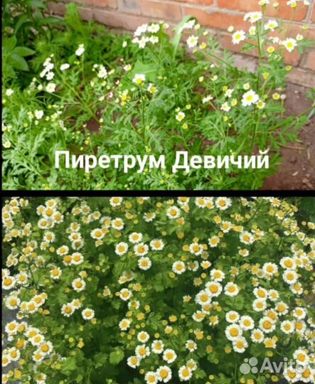 Гвоздика, дельфиниум, пиретрум ромашка