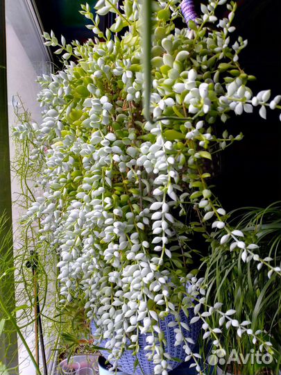 Ампельные суккуленты