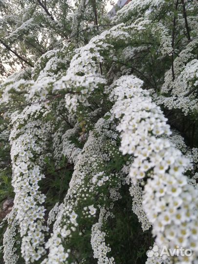 Спирея серая