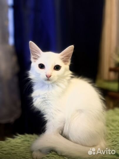 Котёнок 2,5 месяца белый,мальчик