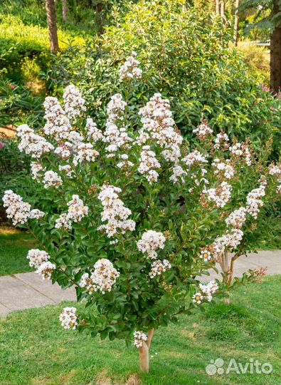 Лагерстремия (индийская сирень) - белая