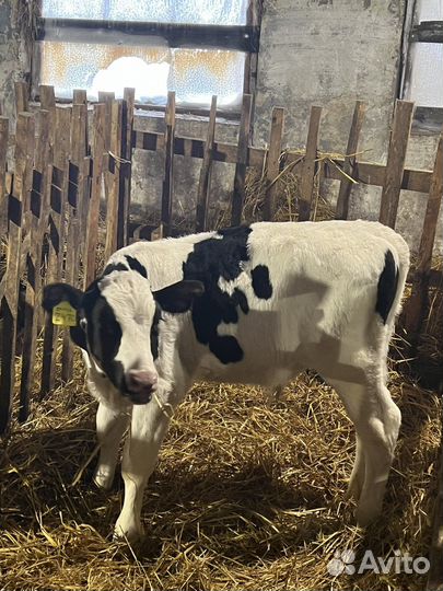 Телята мясной породы