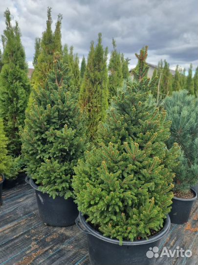 Ель Виллс Цверг, Туи, Можжевельник