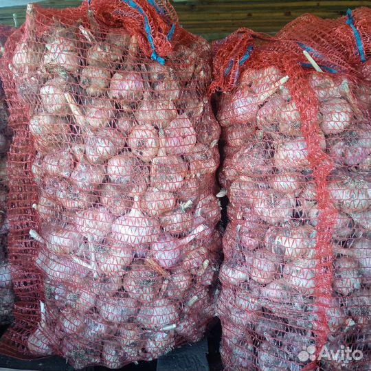 Продам чеснок оптом. Сорт 