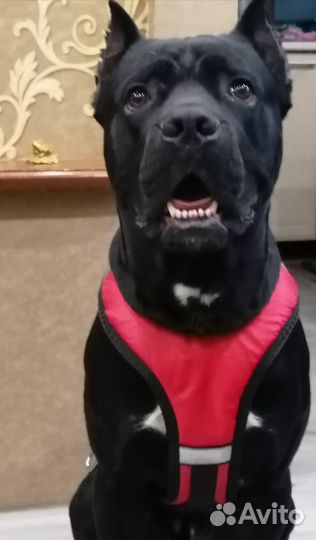 Кане Корсо вязка