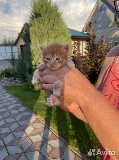 Кошки в добрые руки