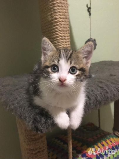 Котенок в добрый руки