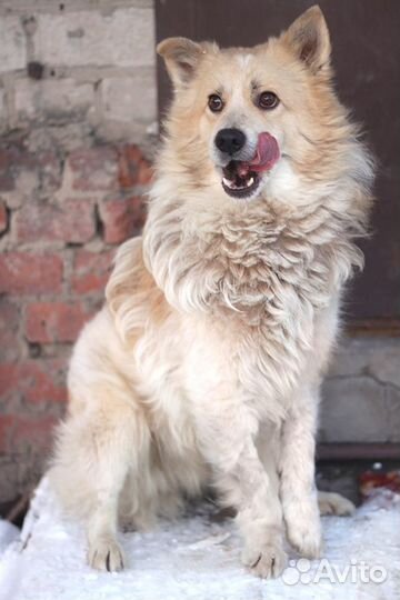 Собака Пушок