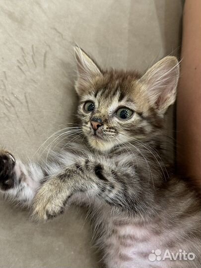 Котенок мальчик в самые добрые руки