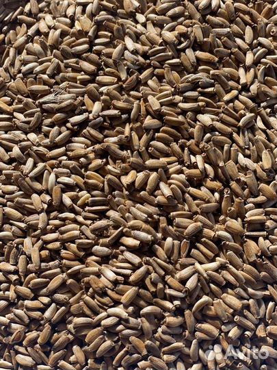 Семена расторопши