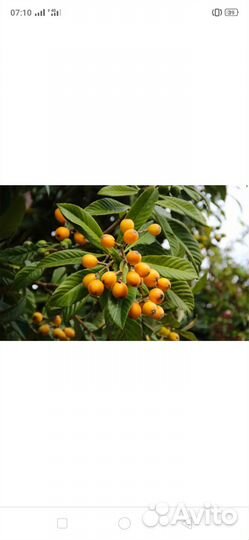 Мушмула японская