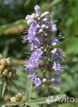 Липпия саженцы. Стевия, гинура, азимина витекс