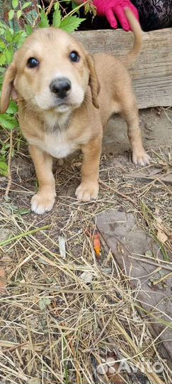 Щенки коротколапики в дар