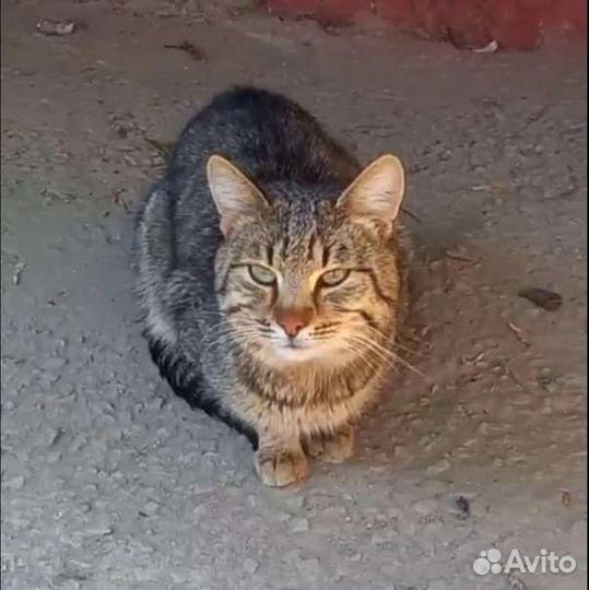 Котик