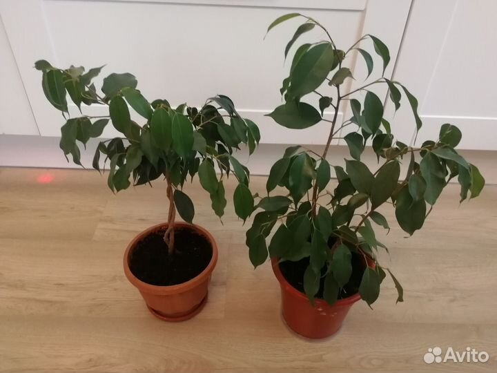 Фикус