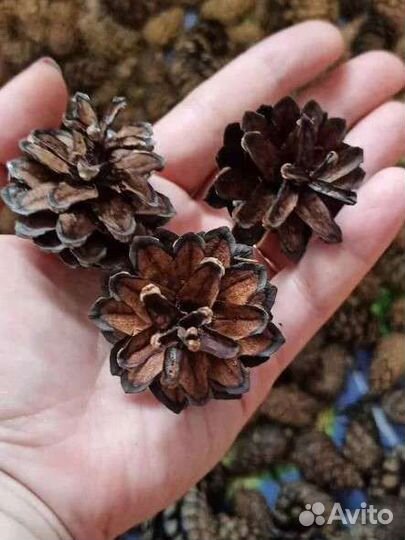 Шишки сосновые