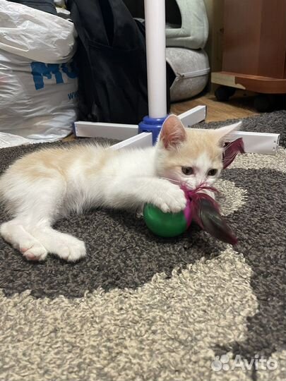 Отдам в хорошие руки котенка бесплатно