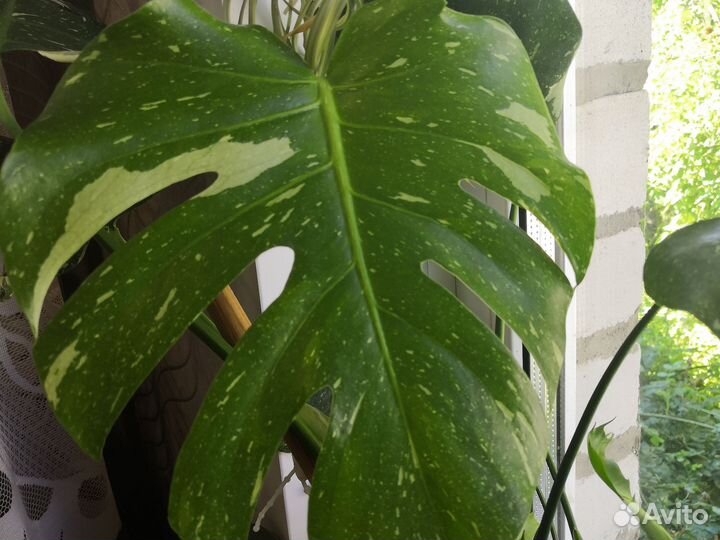 Монстера тайское созвездие