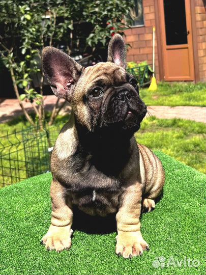 Французский бульдог щенки