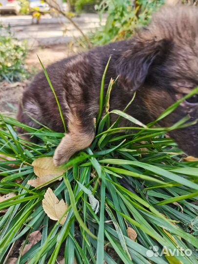 Собака щенок маленькой породы мальчик