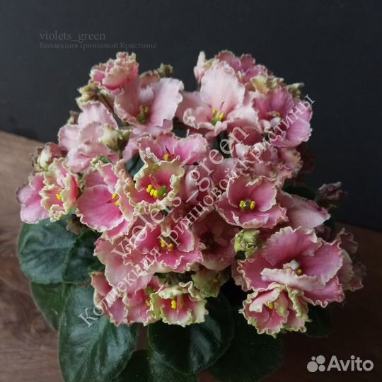 Коллекционные фиалки, новинки и редкие сорта