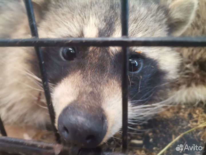 Зоотакси.перевозка животных